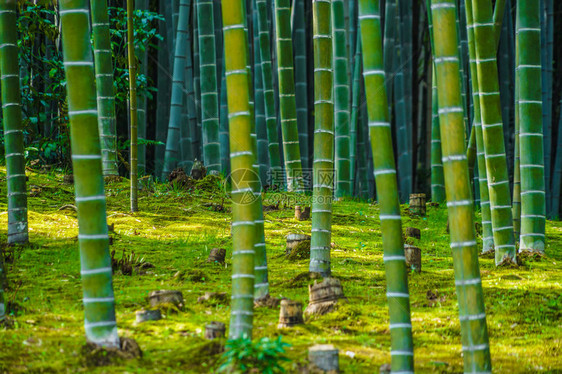 京都岚山竹林图片