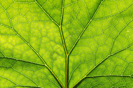 静脉与绿树形成相似结构图片