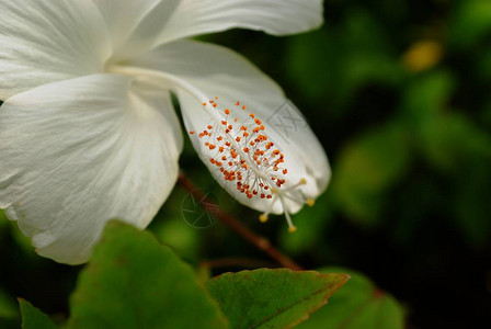 白芙蓉花雌蕊的特写柔和的背景图片