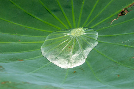 荷叶上的水珠图片