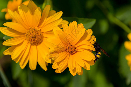 蜜蜂收集花粉在多伦尼库姆花朵上多龙琴是向日葵家族中开花植物的基因图片