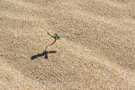 沙子中的小发芽植物背景图片