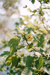 树枝上的绿色无花果子在树叶中的树枝上图片