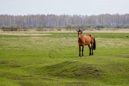 怀孕的马在牧场里看着相机在背景中你可以看到森林在背景中你图片