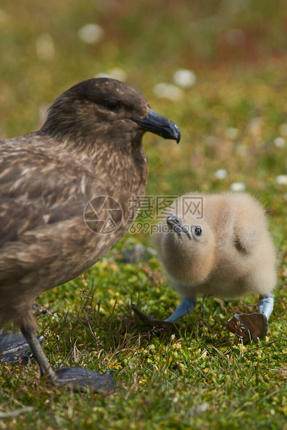 成年福克兰群岛SkuaCatharactaantica和小鸡在福克兰群岛Bleake图片