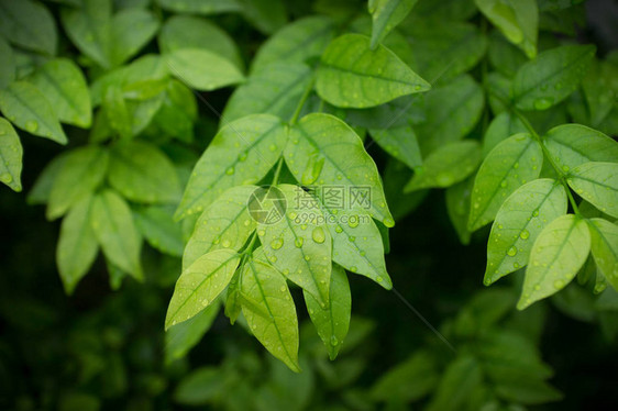 绿色灌木背景叶子纹理背景图片