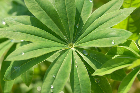 雨后落下的羽扇豆叶子图片