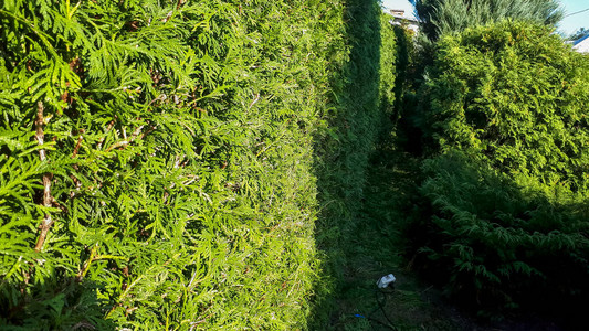 绿篱笆绿色的栅栏自然图片