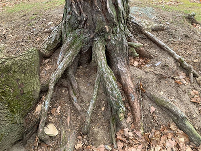 绿林中一棵古树的巨根大植物的开源根系图片