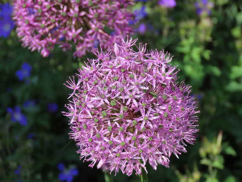 大紫色的合金球或圆形洋葱花闭紧和高清图片下载 正版图片 摄图网 大紫色的合金球或圆形洋葱花闭紧和高清图片下载 正版图片 摄图网