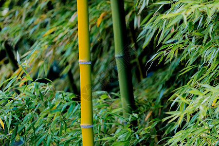 美丽而大的竹子特写亚洲植物图片