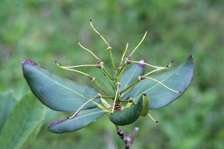 Rhododendron木质植物的单一分支图片
