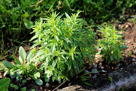 普通金鱼草或金鱼草或金鱼草多年生草本观赏开花植物图片