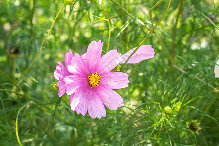 夏日花园中的波斯菊花图片