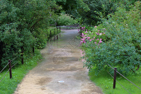 雨水过后在夏季绿色城市公园中图片