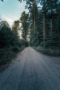 黄昏时森林中的伐木道路或径图片