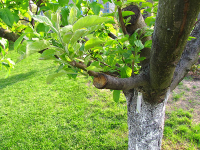 活绿插条嫁接在苹果树的裂隙中图片