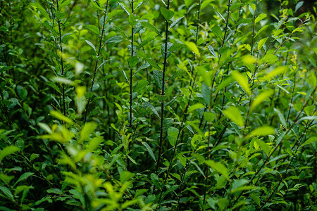 绿色新鲜绿叶子夏日阳光下的树叶抽象模式糊背景图片