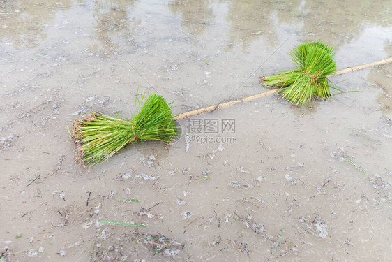 准备年轻的稻苗在井有序的排图片