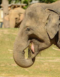 一只大象在动物园图片