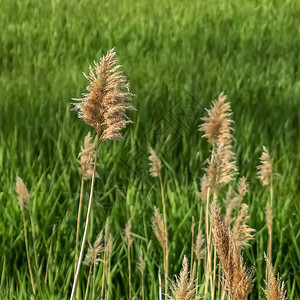 自然界的广场风景近距离观察着棕色草地对平淡绿地的影响阳光照亮了这些野生植物在这个阳光背景图片