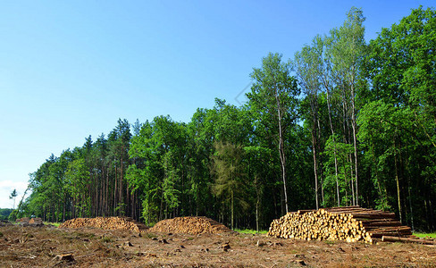 被树皮甲虫摧毁的森林木质原木图片