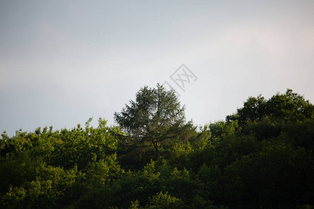 与森林小山的夏天风景图片