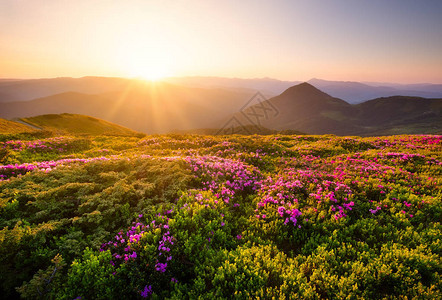 在鲜花盛开和日出期间的山丘上的花朵在夏季时间的自然景观山脉图片