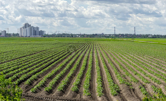 列宁格勒地区农村的马铃薯种植地图片