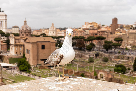 在意大利罗马旧建筑前面的海鸥正前图片
