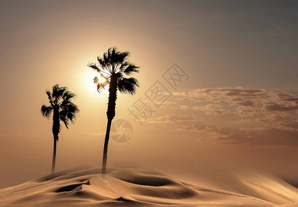 在非洲日落的棕榈树剪影图片