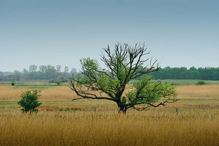 湿地上的孤树图片