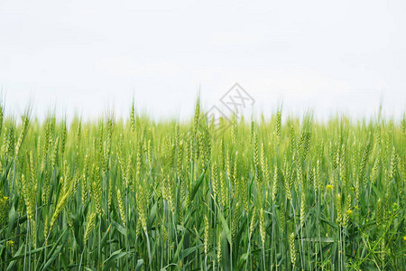 年轻小麦的明亮背景明亮的天空背景下多汁的绿色小麦田图片