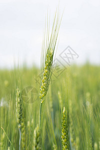 年轻小麦的明亮背景明亮的天空背景下多汁的绿色小麦田图片