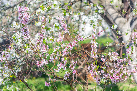 粉红色的桃树开花自然场景图片