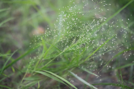 花园里的草绿叶抽象自然背景图片