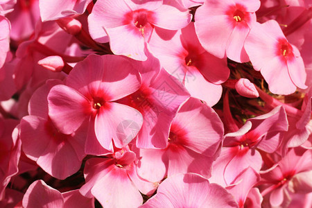 花园里美丽的粉红色花朵图片