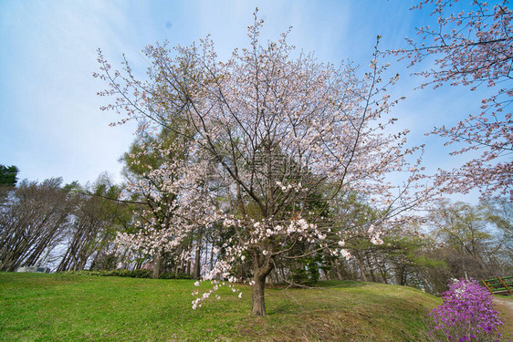 北海道春天的樱花图片