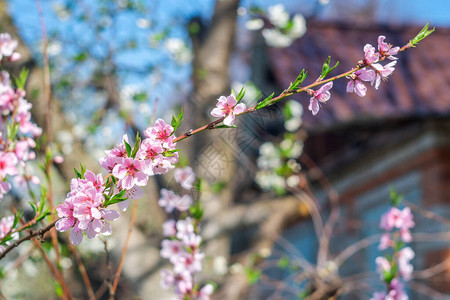 春天桃树的粉红色花朵果园里开花的树背景中图片