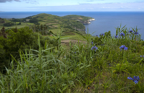 亚速尔群岛圣米格尔岛的绿色连绵起伏的丘陵和牧场图片