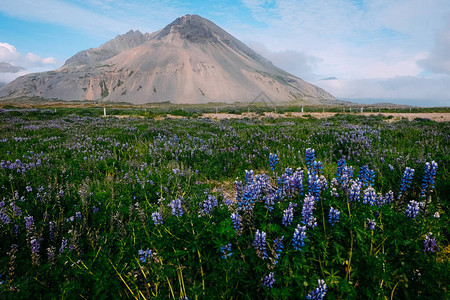 夏季冰岛火山消亡的背景上带紫润滑剂的图片