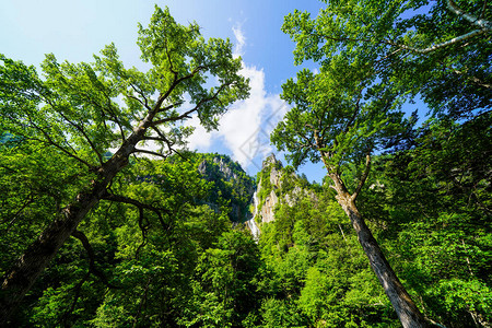 夏季北海道的大瀑布图片