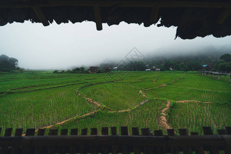 绿色稻田稻田稻田和山景图片