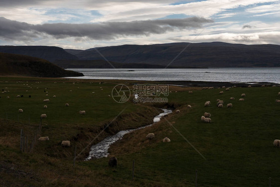 2019年10月冰岛牧羊图片