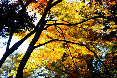 在秋叶的森林里图片