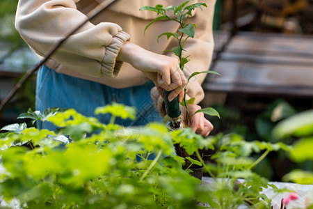 温室里的女人家园艺植物背景图片