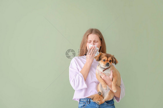 对颜色背景的宠物过敏的女人图片