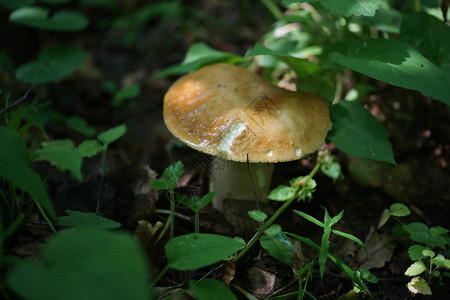 树叶背景森林地面上的蘑菇图片