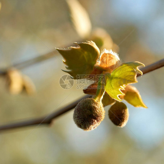 春天枫叶梧桐Platanusacerifolia的叶子和果实图片