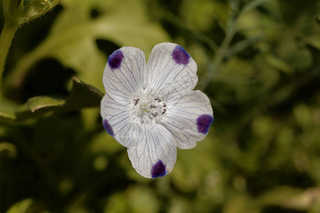 五点工厂的花朵尼莫背景图片